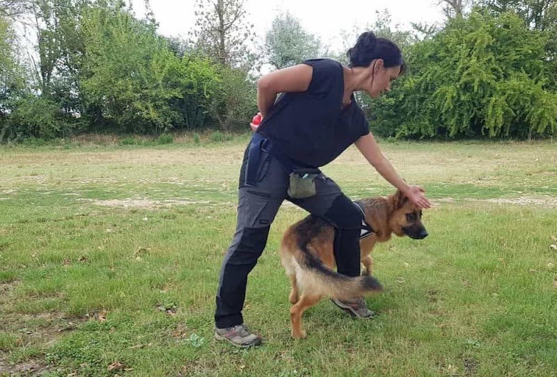 Bien Dans Ses Pattes - Educateur Comportementaliste Canin - photo 1