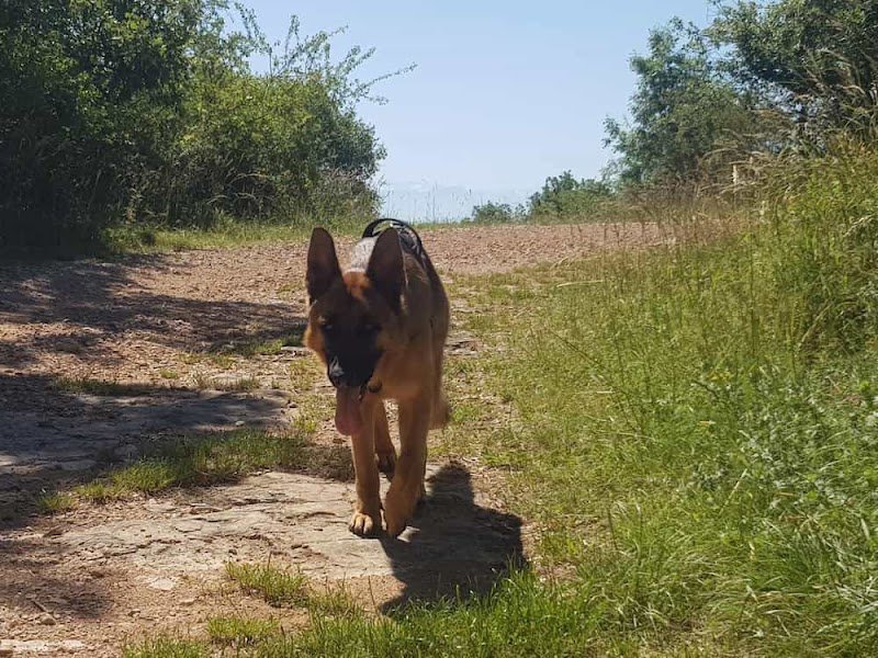 Bien Dans Ses Pattes - Educateur Comportementaliste Canin - photo 2