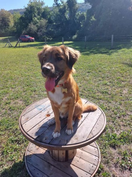 Bien Dans Ses Pattes - Educateur Comportementaliste Canin - photo 3