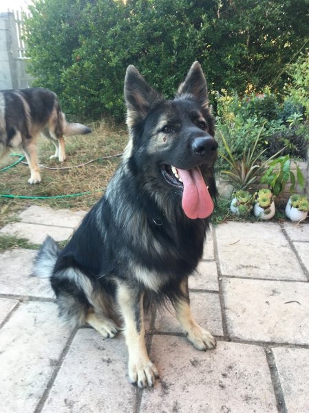 Jenny & the Dog - Educateur canin comportementaliste - Education, rééducation canine-