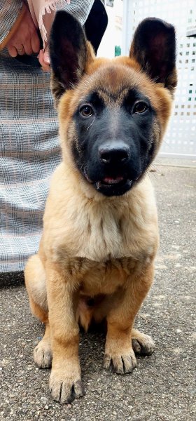 Jenny & the Dog - Educateur canin comportementaliste - Education, rééducation canine- - photo 2