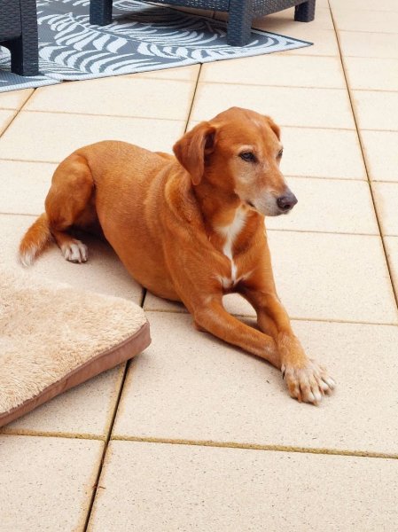 Jenny & the Dog - Educateur canin comportementaliste - Education, rééducation canine- - photo 3