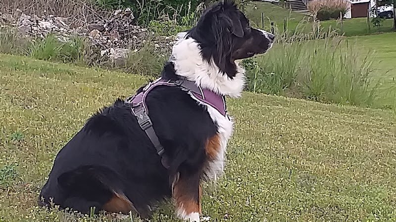 Au Coeur du Chien - photo 1