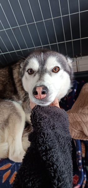 Au Coeur du Chien - photo 2