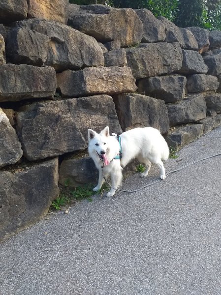 Au Coeur du Chien - photo 3