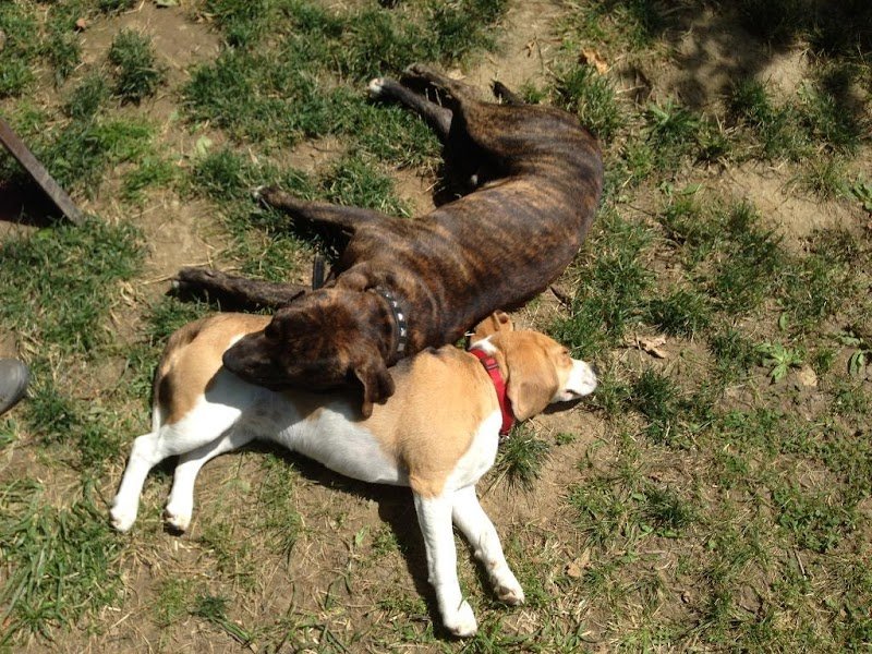 L'isle Aux Chiens - photo 1