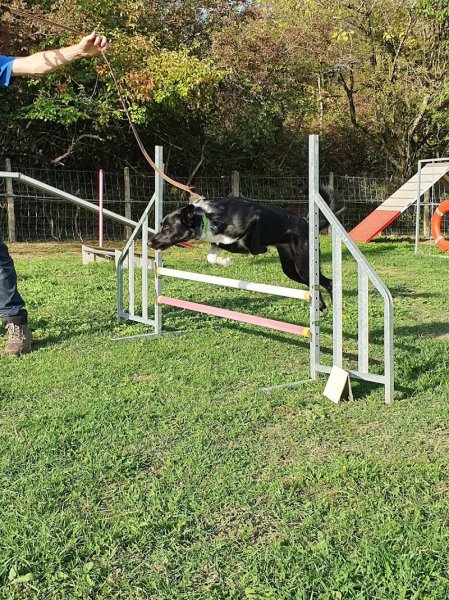 L'isle Aux Chiens - photo 3