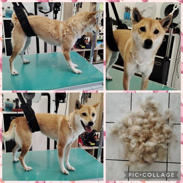 L'Instant Canin - Salon de toilettage à Tossiat