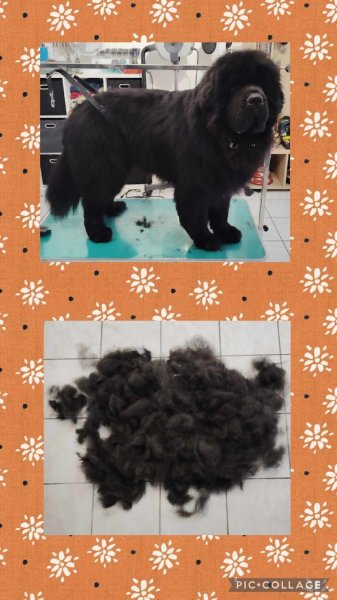 L'Instant Canin - Salon de toilettage à Tossiat - photo 2