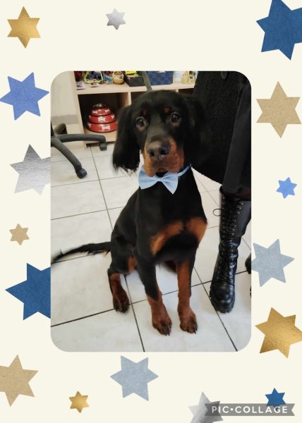 L'Instant Canin - Salon de toilettage à Tossiat - photo 3