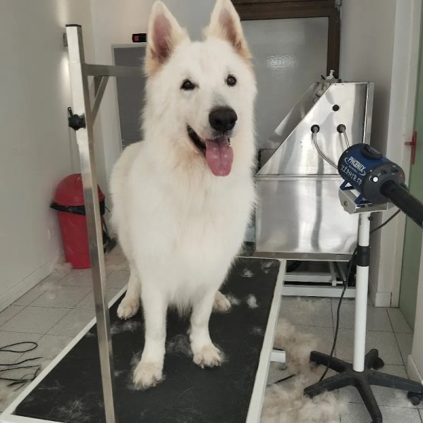 Ad Chien & Cie - photo 3