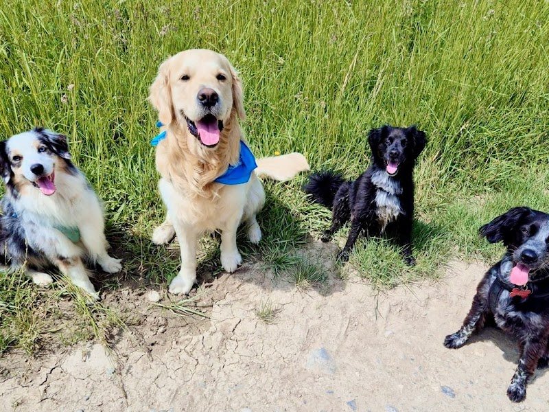 L'entente A'Croc - Education et comportement canin - Cours collectifs - Mantrailing - Secteur Genevois Vuache -