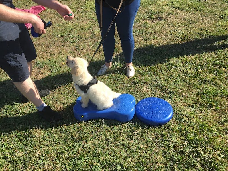 AoA éducation canine et Formation - photo 2