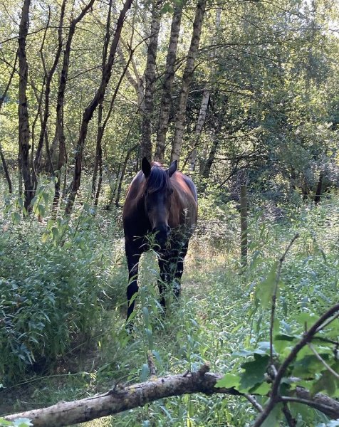 Subtile Entente - Comportementaliste - Pet Sitting - Communication Animale - photo 2