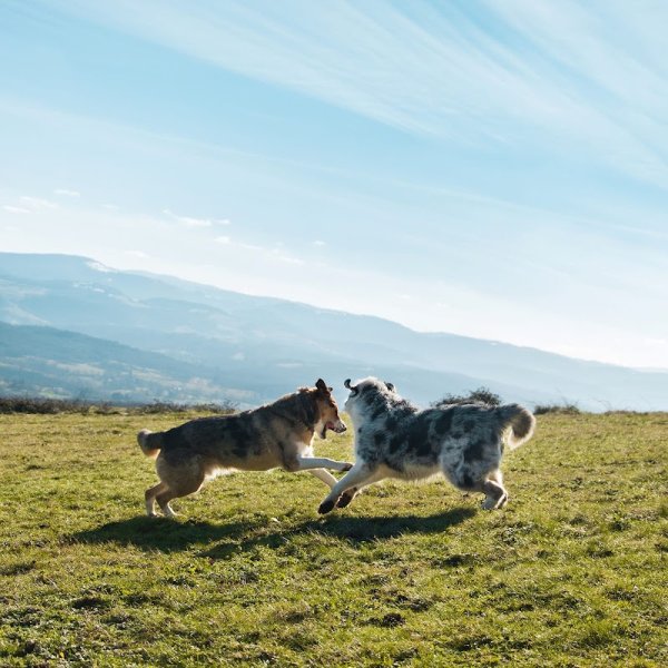 L'Éveil du chien - Éducation canine, Soins énergétiques et communication animale - photo 1