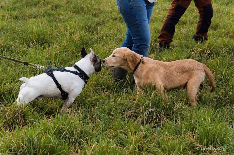 L'Éveil du chien - Éducation canine, Soins énergétiques et communication animale - photo 2