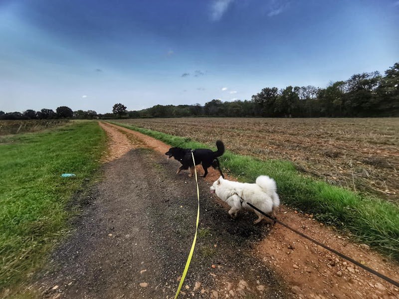 L'Éveil du chien - Éducation canine, Soins énergétiques et communication animale - photo 3