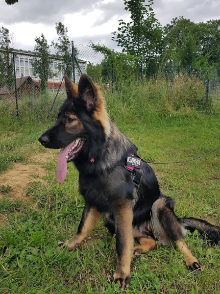 My First Dog Education Canine - Éducateur Canin - Comportementaliste Canin - photo 2