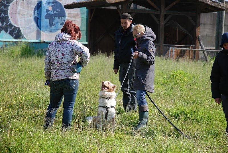 My First Dog Education Canine - Éducateur Canin - Comportementaliste Canin - photo 3