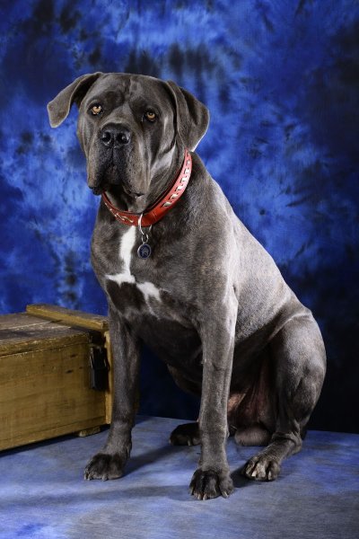 EDUCA DOG LYON - photo 2