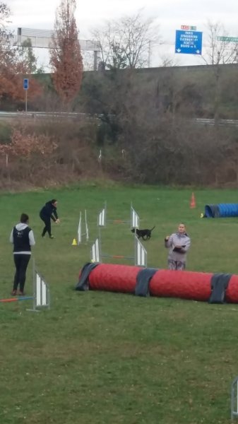 Club Canin - photo 3