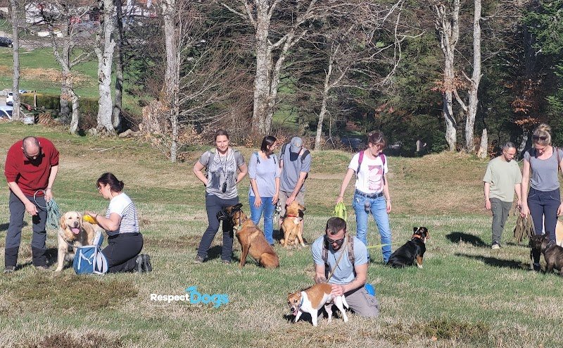 Éducateur canin Saint-Étienne RespectDogs - photo 1