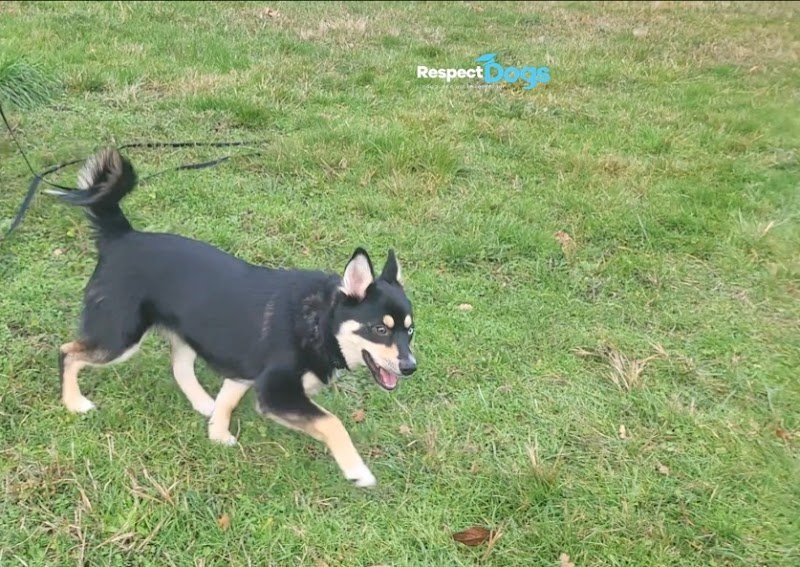 Éducateur canin Saint-Étienne RespectDogs - photo 2