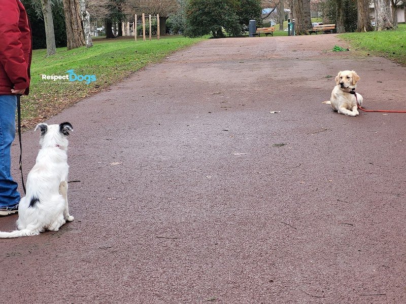 Éducateur canin Saint-Étienne RespectDogs - photo 3