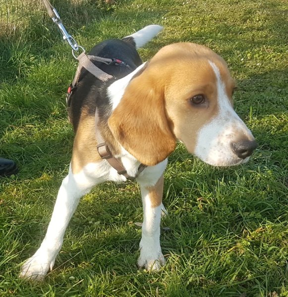 Club d'éducation canine toutes races : Amicale du Berger de Caluire - photo 2