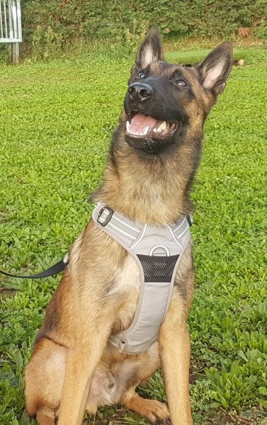 Club d'éducation canine toutes races : Amicale du Berger de Caluire - photo 3