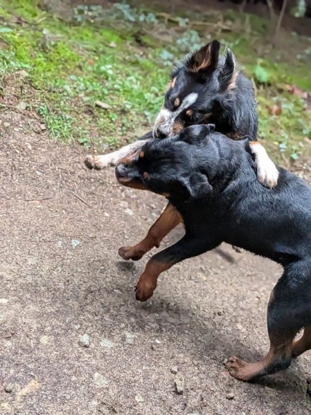 Équilibre Canin Beaujolais - photo 1