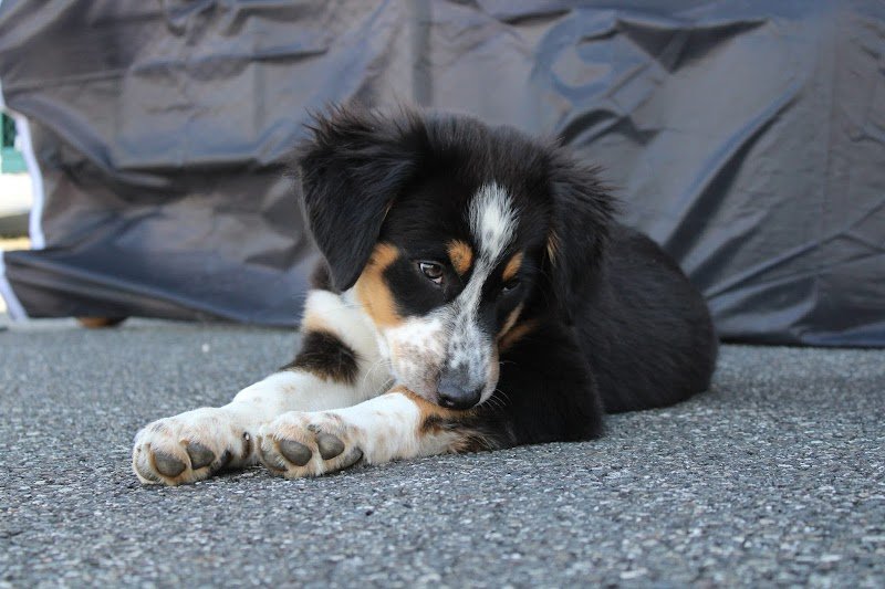 Équilibre Canin Beaujolais - photo 3