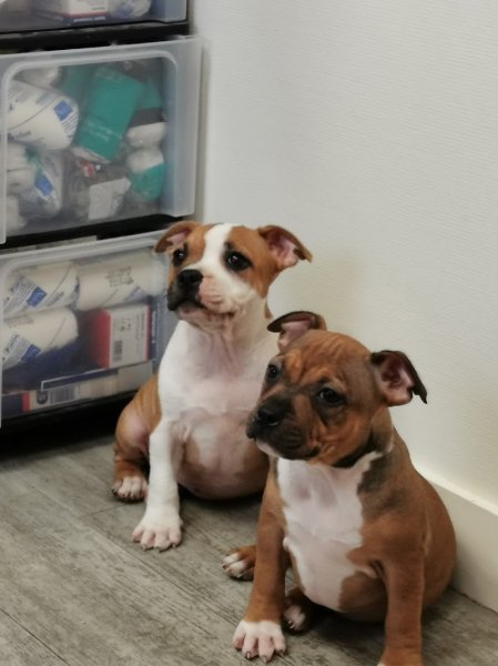 Elevage/Pension pour chiens D'Elle de la Crique