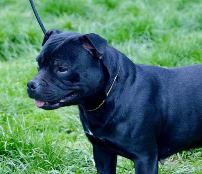 Elevage/Pension pour chiens D'Elle de la Crique - photo 2