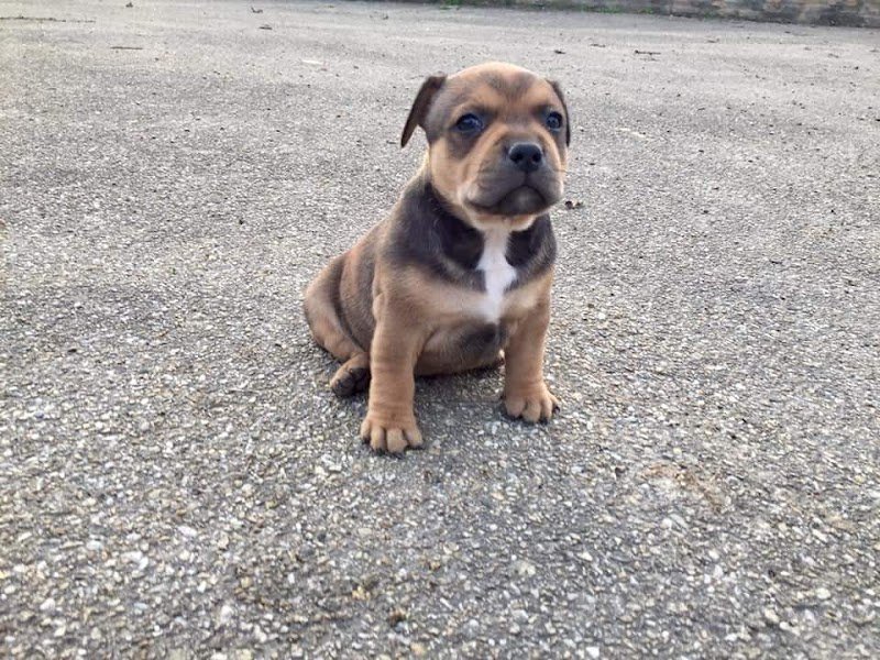 Elevage/Pension pour chiens D'Elle de la Crique - photo 3