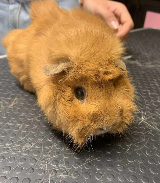 Ambiance canine - photo 2