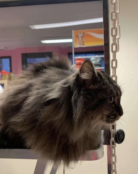 Ambiance canine - photo 3