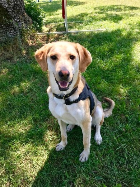 ACTIV'DOGS du Genevois - photo 1