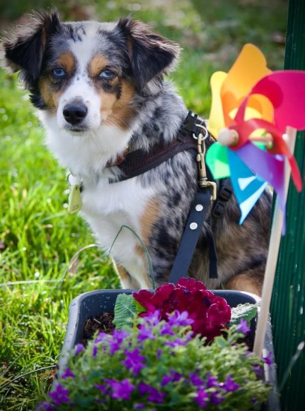 École Canine de Bardonnex - photo 1
