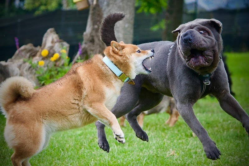 École Canine de Bardonnex - photo 2