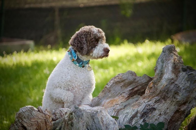 École Canine de Bardonnex - photo 3