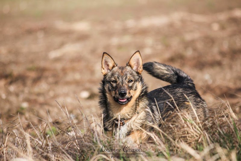 Rosa Canina • Épanouissement Canin - photo 1