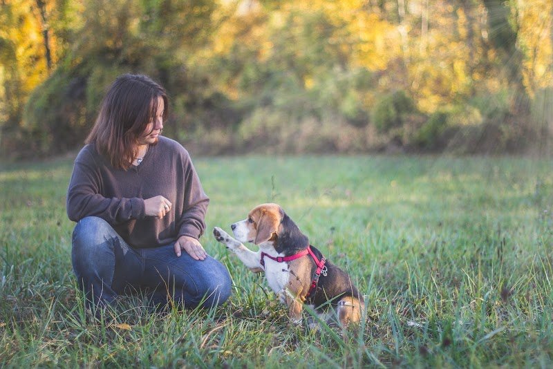 Rosa Canina • Épanouissement Canin - photo 2