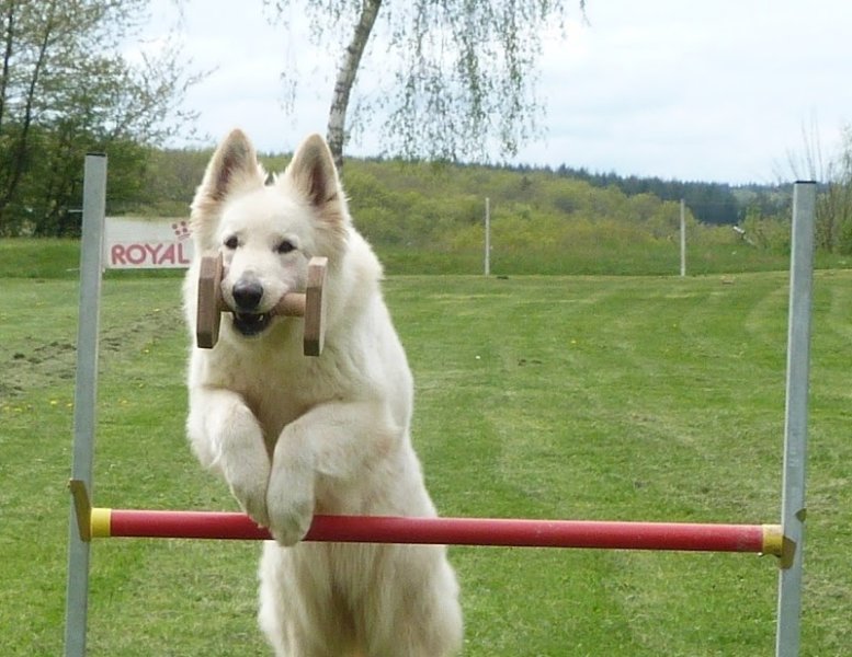 TECHNI-CHIEN CUISERY - photo 1