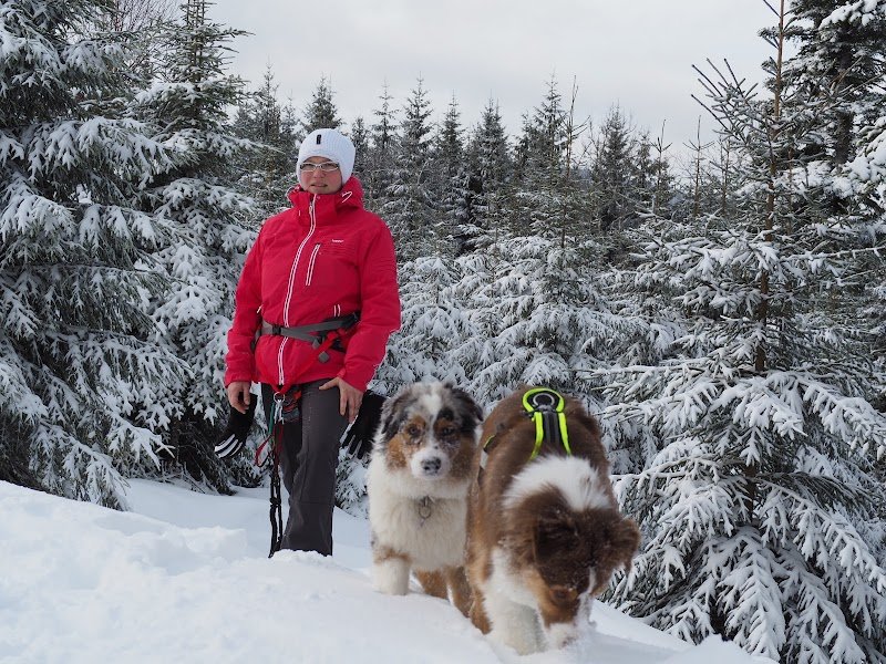 Dog Educ School - photo 1