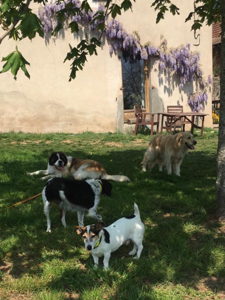 L'avis de chien - photo 2