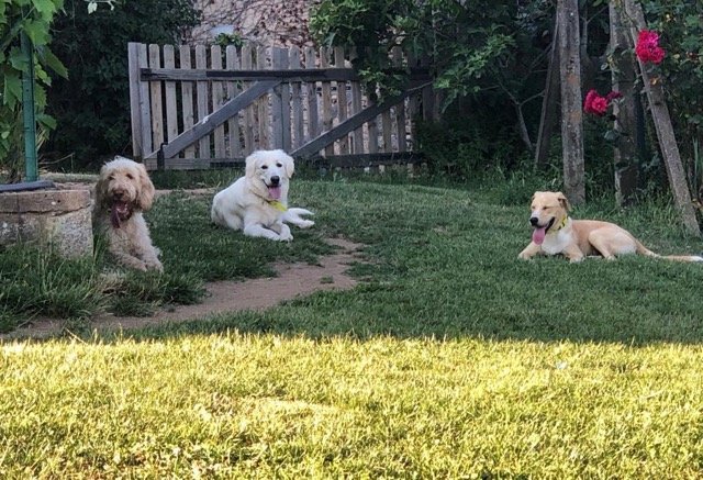 L'avis de chien - photo 3