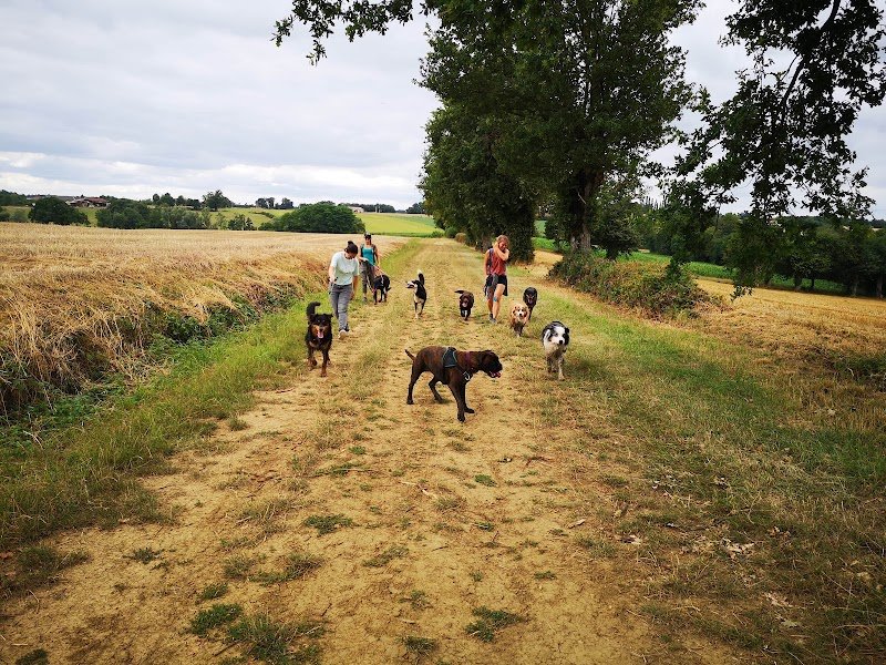 Dans les pattes d'un chien, éducateur canin, spécialiste en comportement, Nord-Isère/Ain