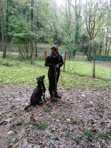 Dans les pattes d'un chien, éducateur canin, spécialiste en comportement, Nord-Isère/Ain - photo 2