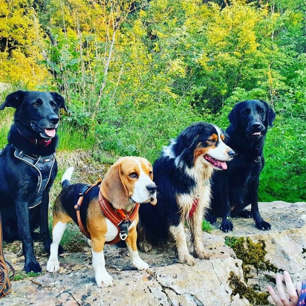 Dans les pattes d'un chien, éducateur canin, spécialiste en comportement, Nord-Isère/Ain - photo 3